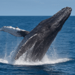whales season